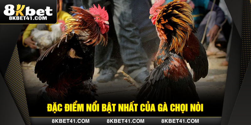 Đặc điểm nổi bật nhất của gà chọi nòi