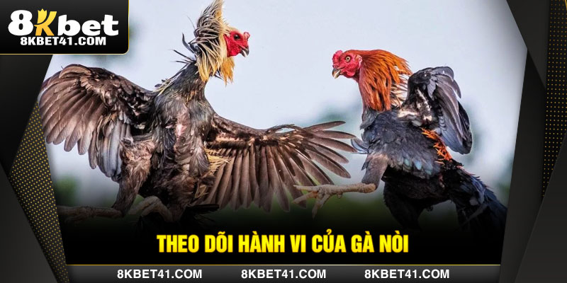 Theo dõi hành vi của gà nòi