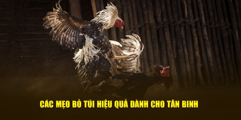 Các bí quyết đơn giản và hiệu quả dành cho người chơi mới